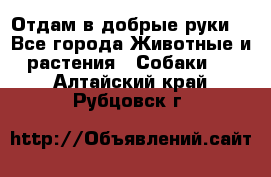 Отдам в добрые руки  - Все города Животные и растения » Собаки   . Алтайский край,Рубцовск г.